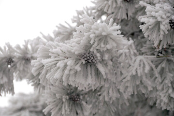 Frosted branch pine tree in the city park
