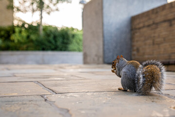 Close-up of little cute squirrel with fuzzy tail eating nut on paving stones, Fluffy squirrel holding nut