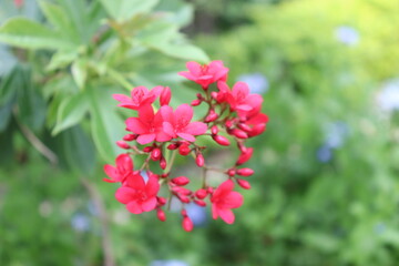 red and white flowers