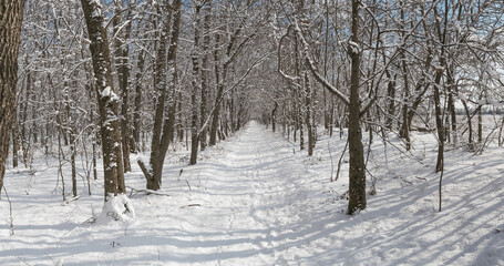 Fototapeta premium long road in winter forest