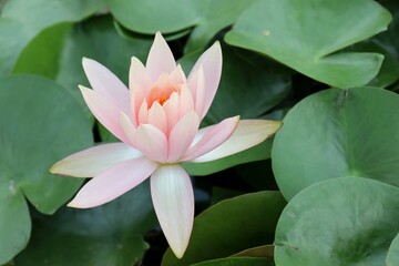 pink water lily