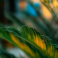 Palm plant nature photography with blur background