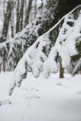 blue needles in a city park in winter. there is snow on the branches of the spruce. trees in the snow.