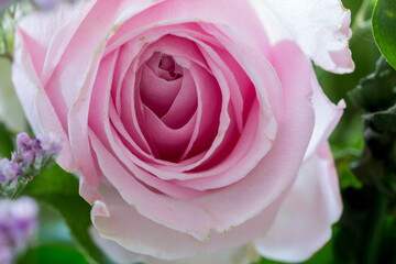 Pink colored rose from above