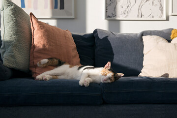 Cute Cat looking into the the camera while lying on the couch