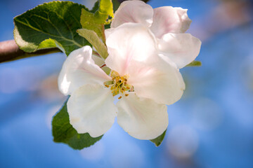 Branch in the apple blossom in spring