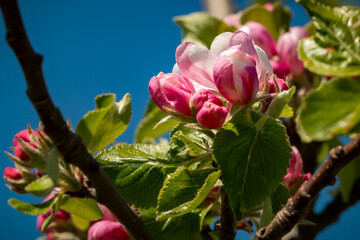 Branch in the apple blossom in spring