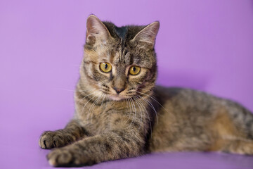 tabby yellow eyes small kitten on purple background