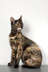tricolor yellow eyes cat on white home backgroung