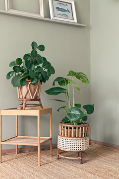 Plants in green cosy room