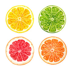 Set of citrus fruits. Watercolor. Lemon. Orange. Lime. Grapefruit.