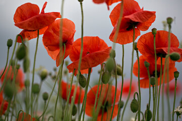 Poppy field Red Flowers Meadow in light rain close up