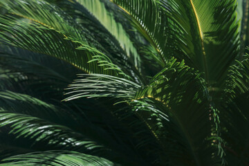 Obraz na płótnie Canvas Pattern of palm leaves. Closeup nature view of green leaf and Palms background. Tropical leaf.Tropical palm leaves. Floral pattern background. Turkey. Tropical palm leaf nature background.