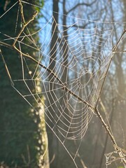 spider web with dew drops