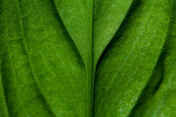 Verde que te quiero verde
