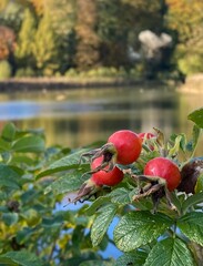 red apples on a tree