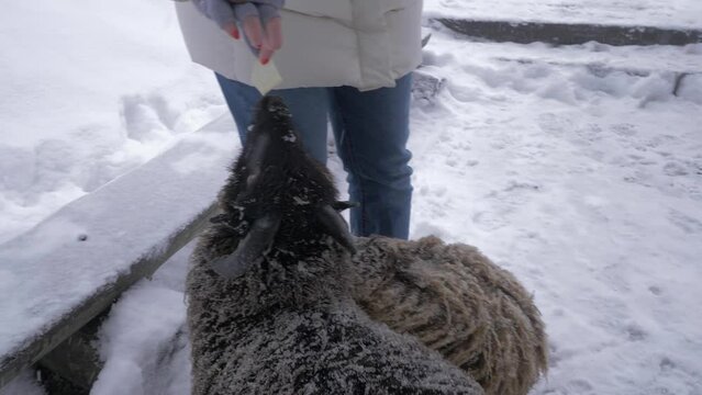 Close up of sheeps hand fed vegetables in the snowy winter farm