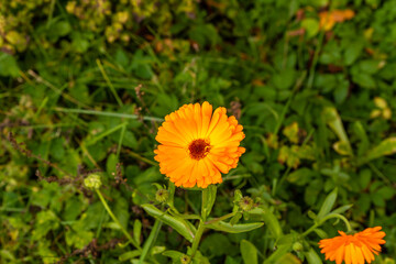 Single bright orange pot marigold (Calendula officinalis) blooming at green grass background at sunny day. Auburn common marigold blossoms in sun. Edible auburn plant scotch marigold.