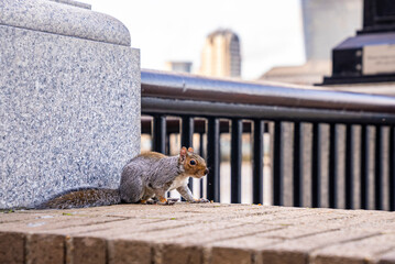 Little squirrel with fuzzy tail head up alertly while sitting on brick wall in city, Fluffy squirrel perched on wall