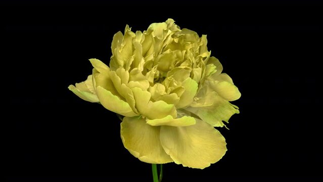 Beautiful yellow Peony opening. Blooming peony flower time lapse, close-up.