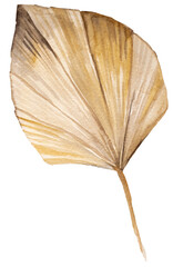 Watercolor dried palm leaf, tropical Bohemian illustration