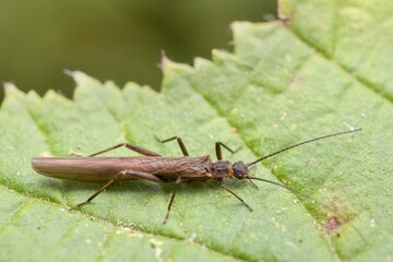 insect Plecoptera on a leaf