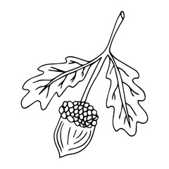 Vector outline Acorn illustration, black lined icon isolated on white background.