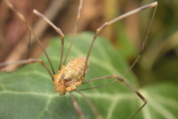 spider Opiliones on a leaf in detail
