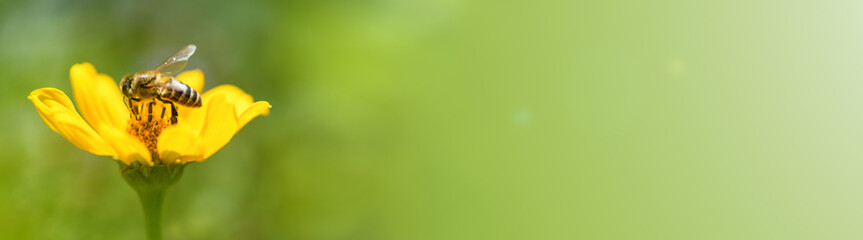 Bee and flower. Close up of a large bee collecting pollen on yellow flower on a green background. Macro photography. Summer and spring backgrounds. Banner © borislav15