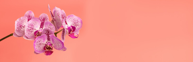 Orchid flower on a pink background. Summer and spring backgrounds. Banner