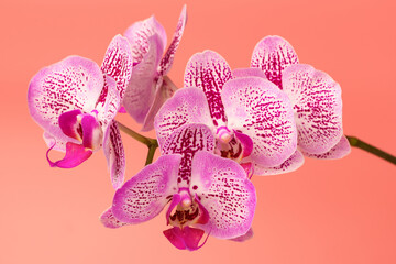 Orchid flower on a pink background. Summer and spring backgrounds.