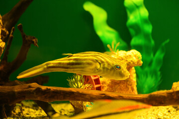Tetraodon Fahaka fish swims in aquarium on green background (Tetraodontidae)