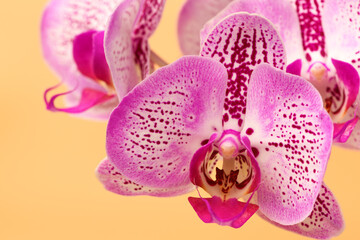 Close up Orchid flower on a orange background. Summer and spring backgrounds