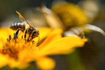 Bee and flower. Close up of a large bee collecting pollen on yellow flower on a Sunny day. Macro photography. Summer and spring backgrounds