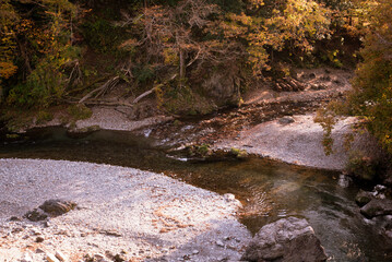 stream in the forest