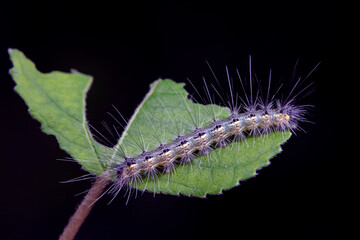 Lepidoptera larvae in the wild, North China