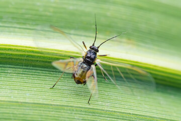 Aphids in the wild, North China