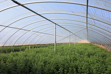 Obraz premium Blooming chrysanthemums are in the greenhouse, North China