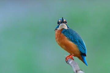 frightended face when human walking toward the turquoise bird with big eyes opening, common kingfisher