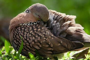 Spotted pigeon (Spilopelia chinensis), stands on the grass and cleans feathers. Dove from Sri Lanka
