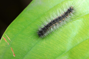 Lepidoptera larvae in the wild, North China