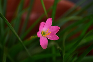 pink lily flower