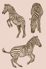 Fototapeta na wymiar Vector sepia collection of zebras, graphical elements of zebra. Abstract stripy animals