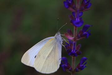 Lepidoptera insects in the wild, North China