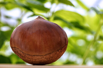 Autumn delicacies, chestnuts, white, white background