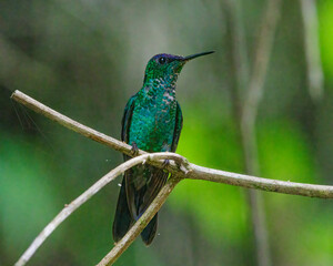 A tiny hummingbird with metallic colors sitting on a tree branch
