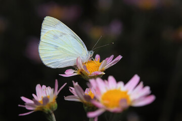 Lepidoptera insects in the wild, North China