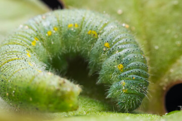 Lepidoptera larvae in the wild, North China