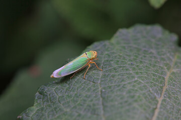 Leaf cicada on wild plants, North China