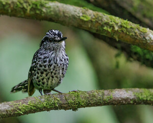 a small black and white spotted bird perched on a tree branch